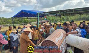 Lanal Bintan Dukung Ketahanan Pangan Melalui Kegiatan Panen Perdana Padi Gogo, Perkuat Sinergi TNI–Masyarakat