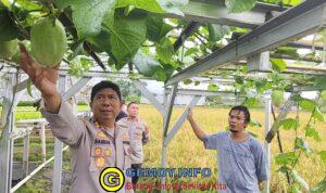 Tomat, Selada, Bayam Hidroponik: Suplai Nutrisi untuk Program MBG