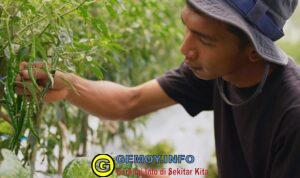 Harga Sayur Lebih Stabil Setelah Ada MBG, Petani Boyolali Harap Program Terus Berlanjut