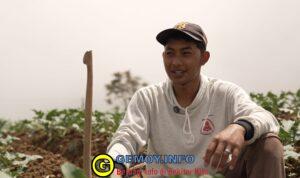 Petani Sayur di Boyolali Tersenyum Berkat MBG, Harga Naik dan Permintaan Meningkat