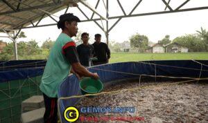 Program MBG Dorong Rantai Pasok Lokal, Budidaya Lele Jadi Tulang Punggung