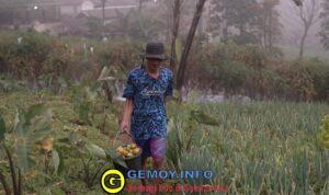 Program MBG Dongkrak Penghasilan Petani Sayuran Selo