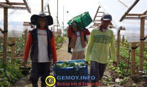 Penghasilan Naik, Uang Sekolah Terjamin, Petani di Cipanas Rasakan Dampak Nyata MBG