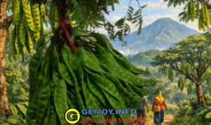 Cikakak Sukabumi Dari Durian ke Petai, Potensi Lokal yang Menyehatkan serta Banyak Digemari Masyarakat