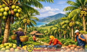 Dari Santan hingga Minyak, Kelapa Desa Cibodas Jadi Berkah Ekonomi Sukabumi