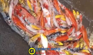 Potensi Ikan Koi di Sukabumi: Dongkrak Ekonomi Warga dari Dunia Perikanan