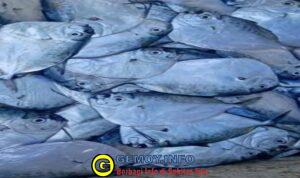Potensi Ikan Lokal Sukabumi: Ikan Etaman untuk Menu Sehari-hari Penuh Giji dan Manfaat Kesehatan
